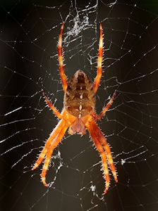 Morning Spider